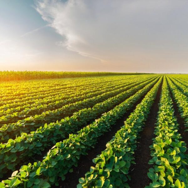 Agribusiness Industry | Agriculture Accounting South Carolina