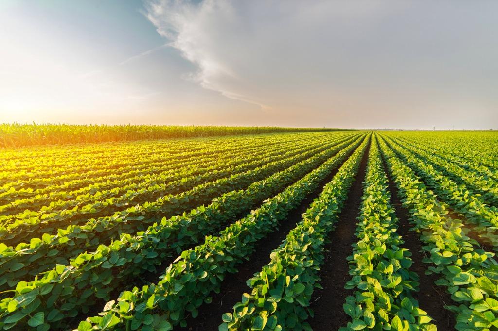 Agribusiness Industry | Agriculture Accounting South Carolina